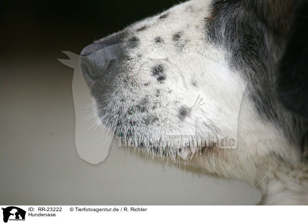 Hundenase / dogs nose / RR-23222