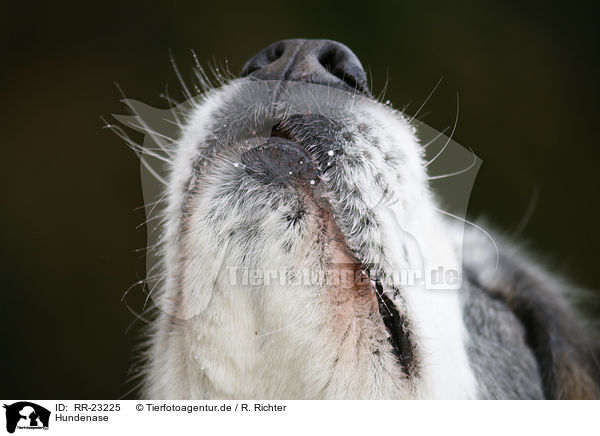 Hundenase / dogs nose / RR-23225