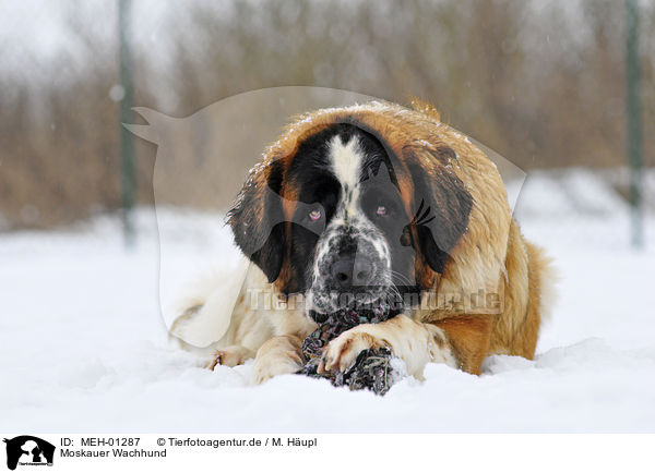 Moskauer Wachhund / Moscow Watchdog / MEH-01287