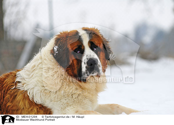 Moskauer Wachhund Portrait / MEH-01294