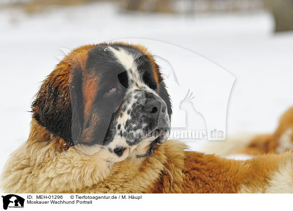 Moskauer Wachhund Portrait / Moscow Watchdog Portrait / MEH-01296