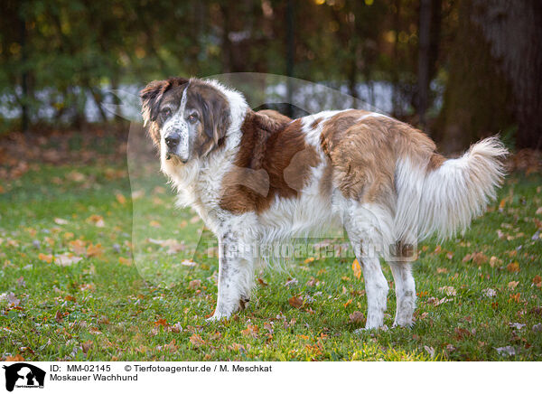 Moskauer Wachhund / Moscow Watchdog / MM-02145