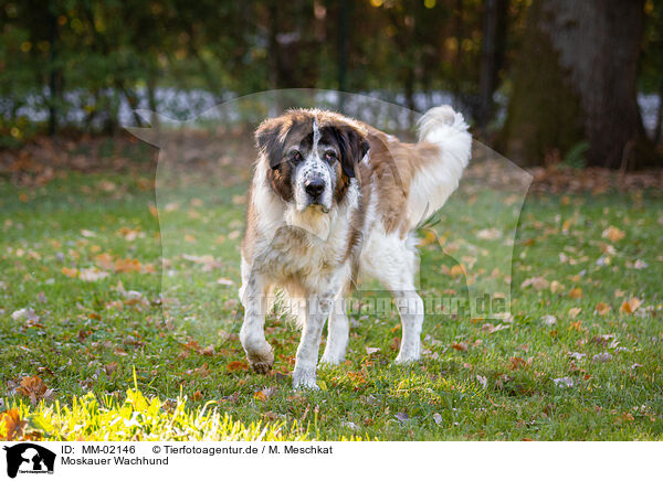 Moskauer Wachhund / Moscow Watchdog / MM-02146