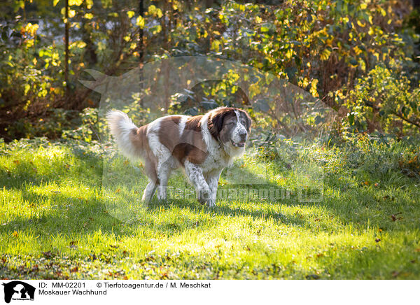 Moskauer Wachhund / Moscow Watchdog / MM-02201