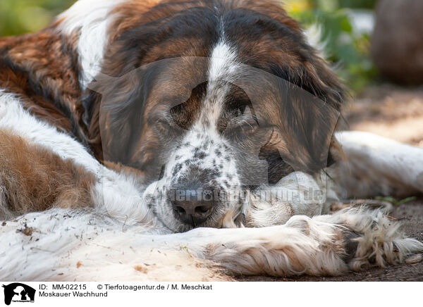 Moskauer Wachhund / MM-02215