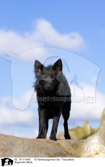 liegender Mudi / IF-11495