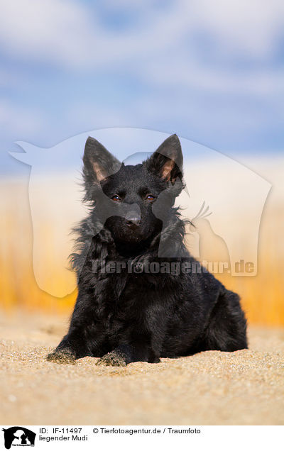 liegender Mudi / IF-11497