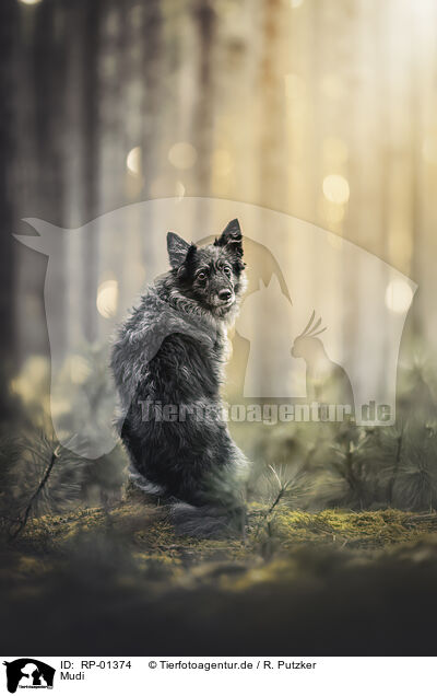 Mudi / Mudi / RP-01374