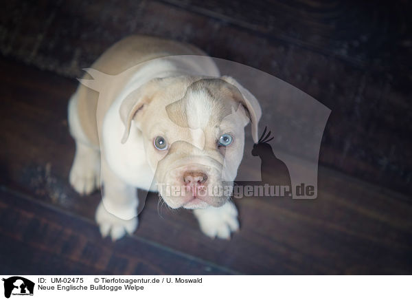 Neue Englische Bulldogge Welpe / New English Bulldog Puppy / UM-02475