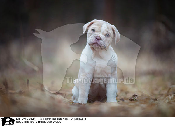 Neue Englische Bulldogge Welpe / UM-02524