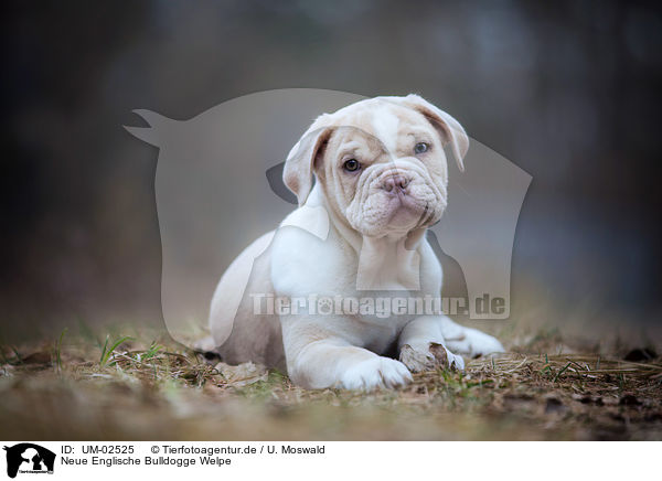 Neue Englische Bulldogge Welpe / UM-02525