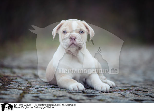 Neue Englische Bulldogge Welpe / UM-02527