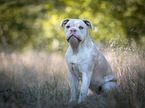 sitzende Neue Englische Bulldogge