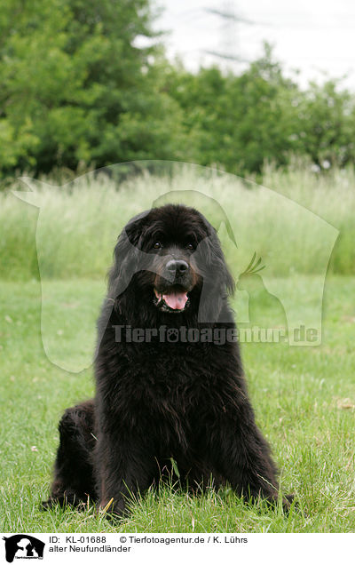 alter Neufundlnder / Newfoundland Dog / KL-01688