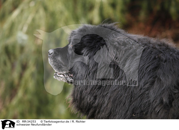 schwarzer Neufundlnder / Newfoundland Dog / RR-34253