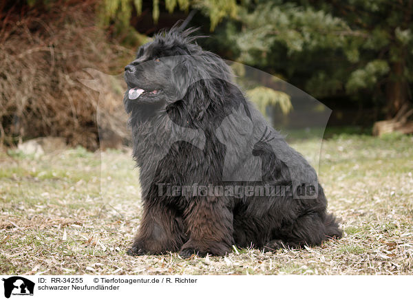 schwarzer Neufundlnder / Newfoundland Dog / RR-34255
