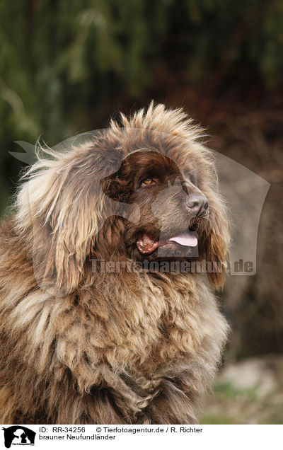 brauner Neufundlnder / Newfoundland Dog / RR-34256