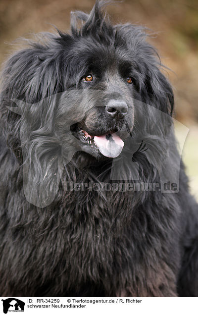 schwarzer Neufundlnder / Newfoundland Dog / RR-34259
