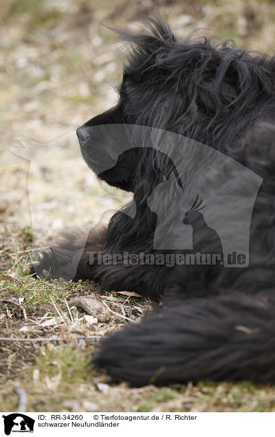 schwarzer Neufundlnder / Newfoundland Dog / RR-34260