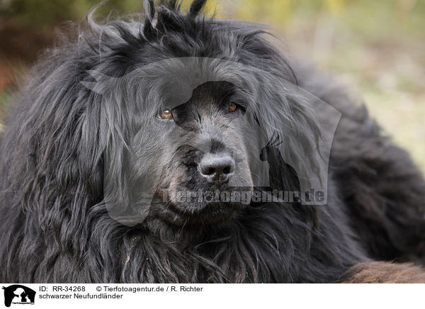 schwarzer Neufundlnder / Newfoundland Dog / RR-34268