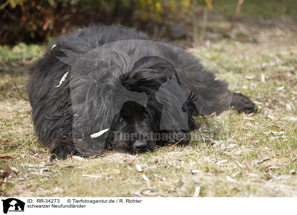 schwarzer Neufundlnder / Newfoundland Dog / RR-34273