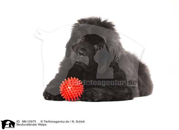 Neufundlnder Welpe / Newfoundland Dog / NN-10975