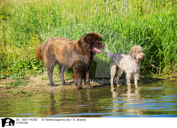 2 Hunde / 2 dogs / SST-14292