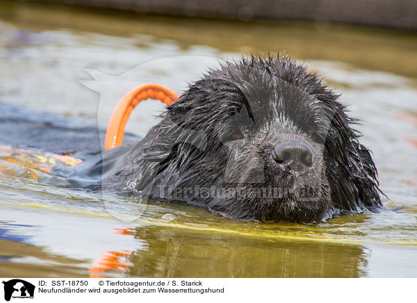 Neufundlnder wird ausgebildet zum Wasserrettungshund / Newfoundland is trained as a water rescue dog / SST-18750