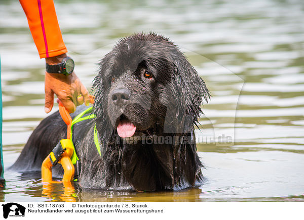 Neufundlnder wird ausgebildet zum Wasserrettungshund / Newfoundland is trained as a water rescue dog / SST-18753