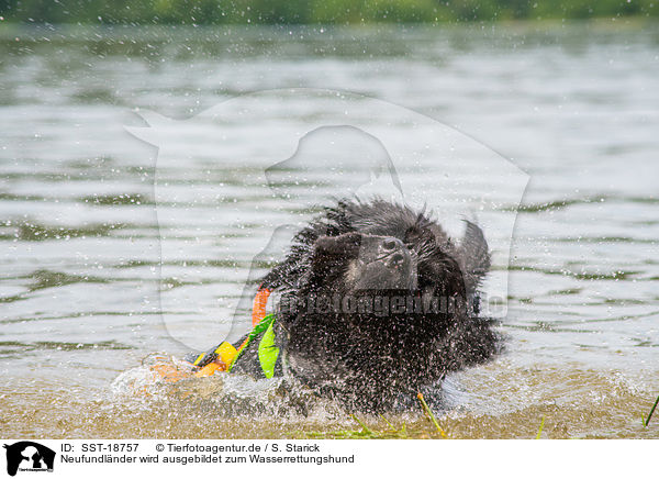 Neufundl�nder wird ausgebildet zum Wasserrettungshund / SST-18757
