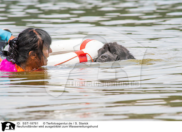 Neufundlnder wird ausgebildet zum Wasserrettungshund / Newfoundland is trained as a water rescue dog / SST-18761