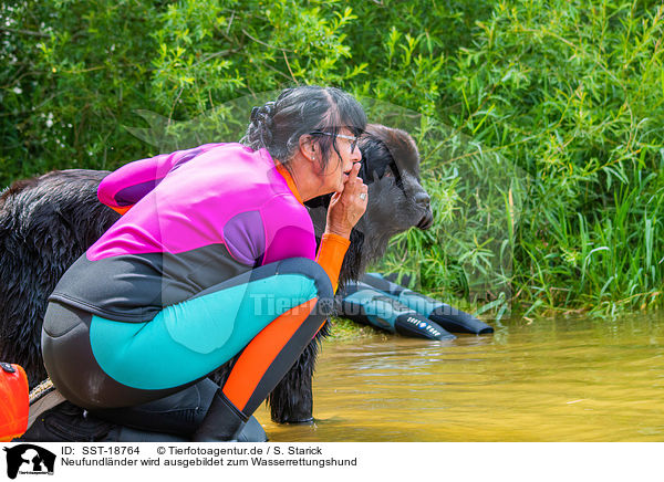 Neufundl�nder wird ausgebildet zum Wasserrettungshund / Newfoundland is trained as a water rescue dog / SST-18764