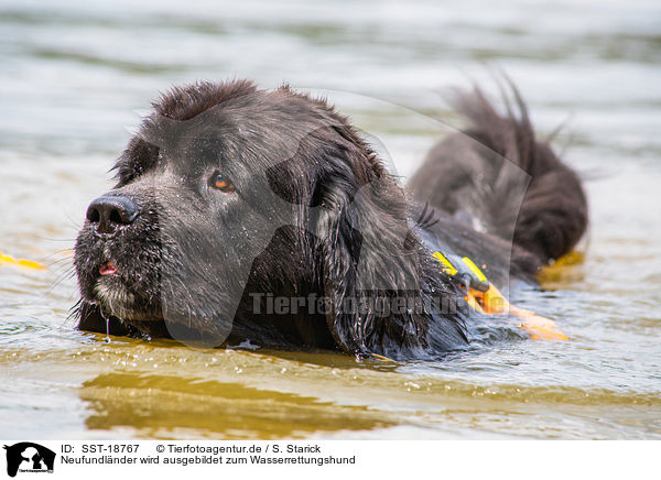 Neufundl�nder wird ausgebildet zum Wasserrettungshund / Newfoundland is trained as a water rescue dog / SST-18767