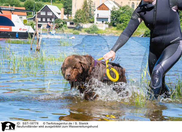Neufundlnder wird ausgebildet zum Wasserrettungshund / Newfoundland is trained as a water rescue dog / SST-18778