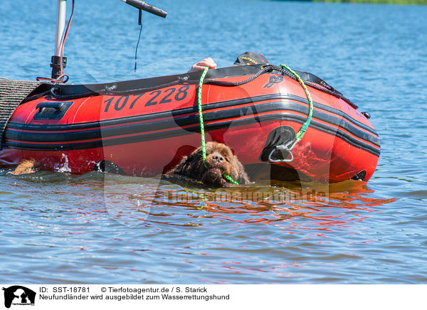 Neufundlnder wird ausgebildet zum Wasserrettungshund / Newfoundland is trained as a water rescue dog / SST-18781