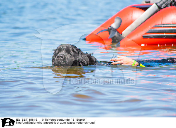 Neufundl�nder wird ausgebildet zum Wasserrettungshund / Newfoundland is trained as a water rescue dog / SST-18815