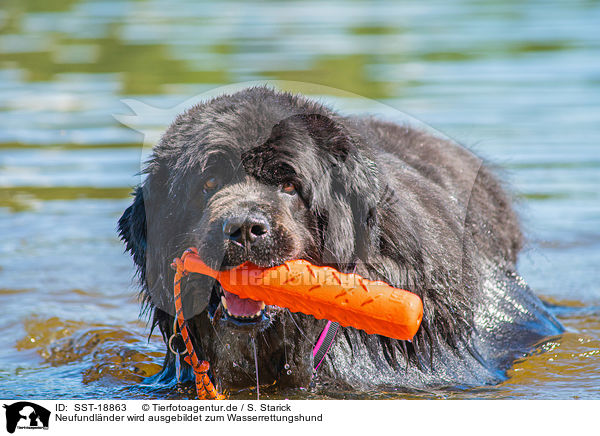 Neufundl�nder wird ausgebildet zum Wasserrettungshund / Newfoundland is trained as a water rescue dog / SST-18863