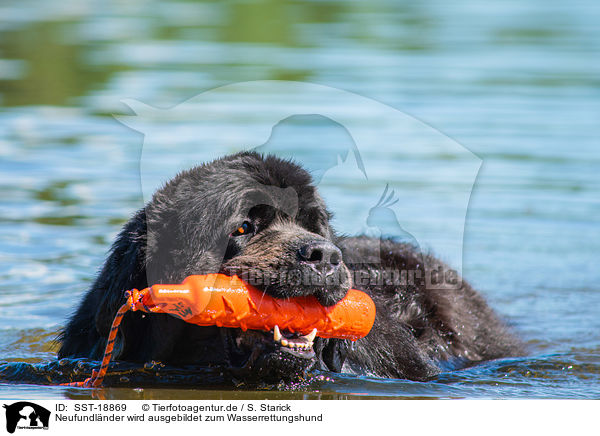 Neufundlnder wird ausgebildet zum Wasserrettungshund / Newfoundland is trained as a water rescue dog / SST-18869