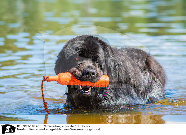 Neufundlnder wird ausgebildet zum Wasserrettungshund / Newfoundland is trained as a water rescue dog / SST-18870