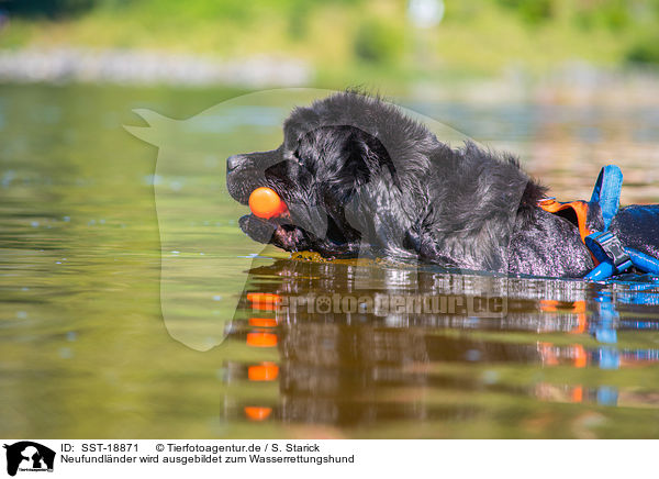 Neufundl�nder wird ausgebildet zum Wasserrettungshund / Newfoundland is trained as a water rescue dog / SST-18871