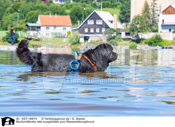Neufundlnder wird ausgebildet zum Wasserrettungshund / Newfoundland is trained as a water rescue dog / SST-18874