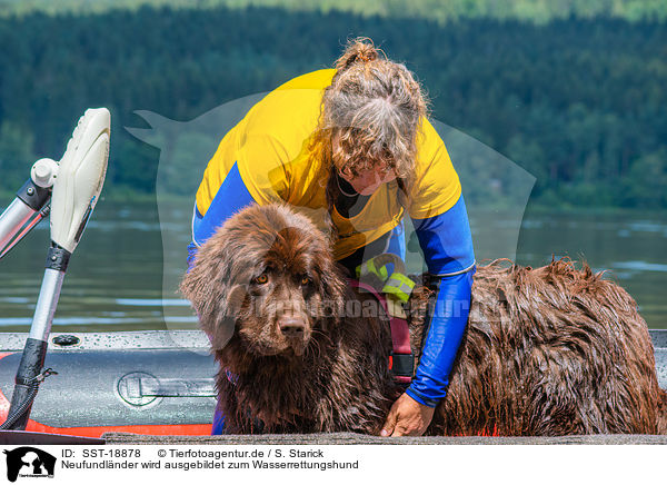 Neufundlnder wird ausgebildet zum Wasserrettungshund / Newfoundland is trained as a water rescue dog / SST-18878