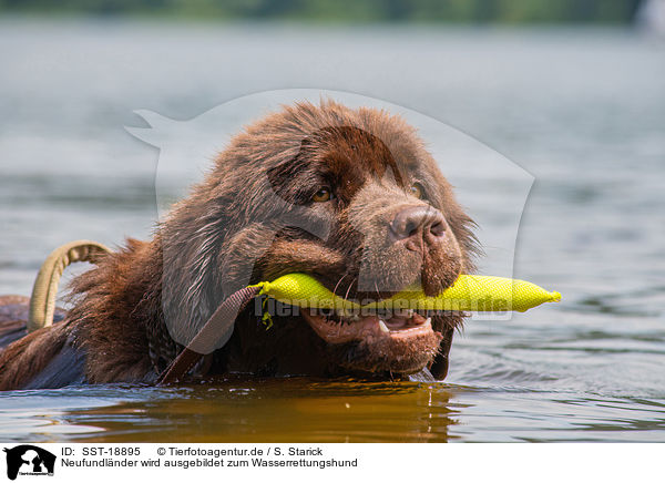 Neufundl�nder wird ausgebildet zum Wasserrettungshund / SST-18895