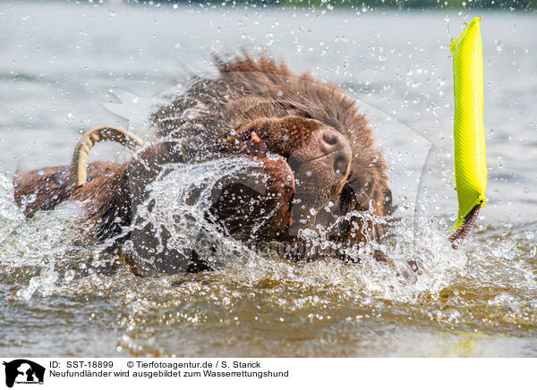 Neufundl�nder wird ausgebildet zum Wasserrettungshund / SST-18899