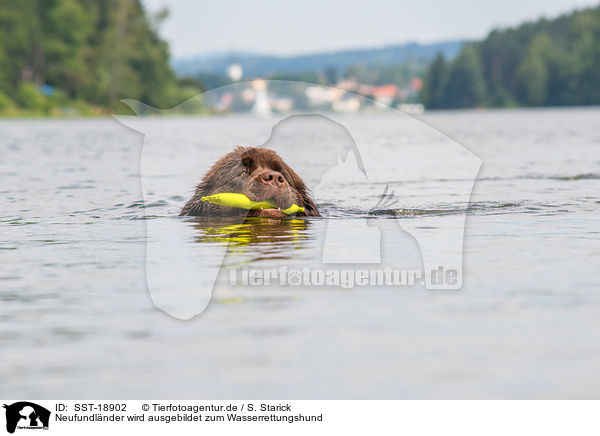 Neufundl�nder wird ausgebildet zum Wasserrettungshund / Newfoundland is trained as a water rescue dog / SST-18902