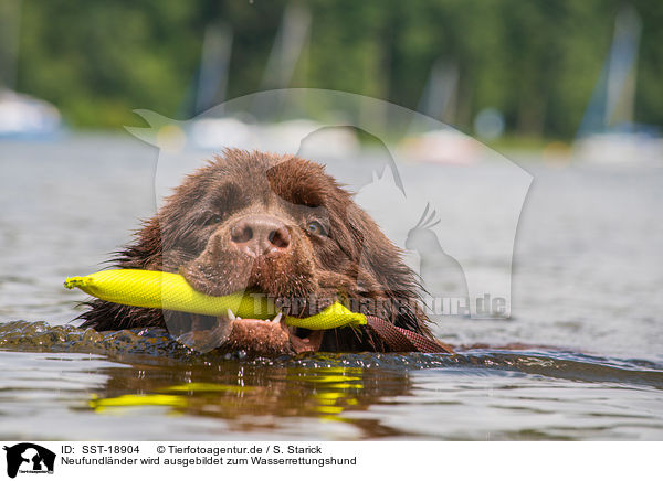 Neufundl�nder wird ausgebildet zum Wasserrettungshund / SST-18904
