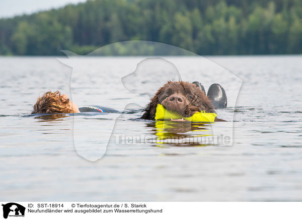 Neufundlnder wird ausgebildet zum Wasserrettungshund / Newfoundland is trained as a water rescue dog / SST-18914