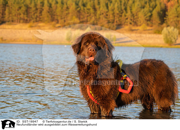 Neufundlnder wird ausgebildet zum Wasserrettungshund / Newfoundland is trained as a water rescue dog / SST-18947