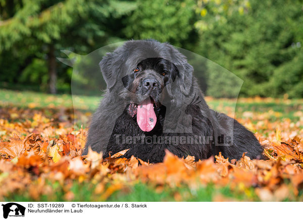 Neufundlnder im Laub / Newfoundland Dog in the foliage / SST-19289