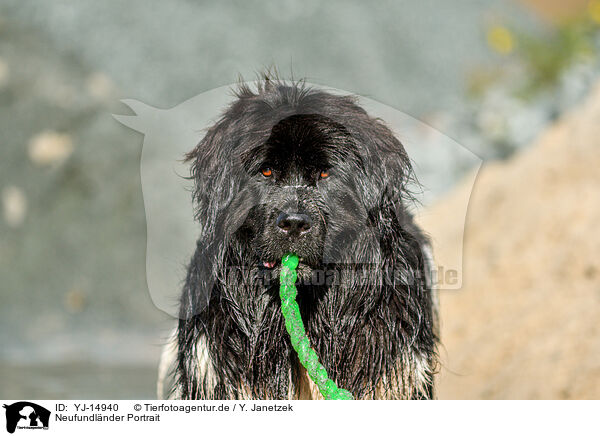 Neufundlnder Portrait / Newfoundland Dog Portrait / YJ-14940
